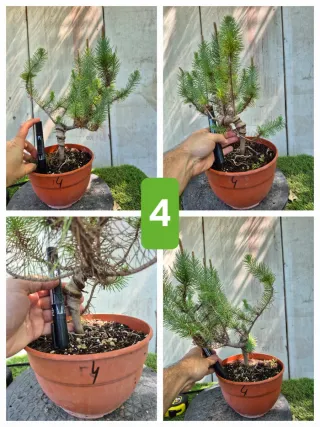 Pino Piñonero (Pinus Pinea)  hay  varios para eleg