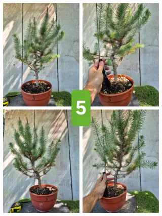 Pino Piñonero (Pinus Pinea)  hay  varios para eleg