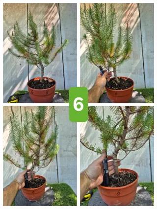 Pino Piñonero (Pinus Pinea)  hay  varios para eleg