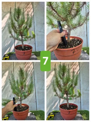 Pino Piñonero (Pinus Pinea)  hay  varios para eleg