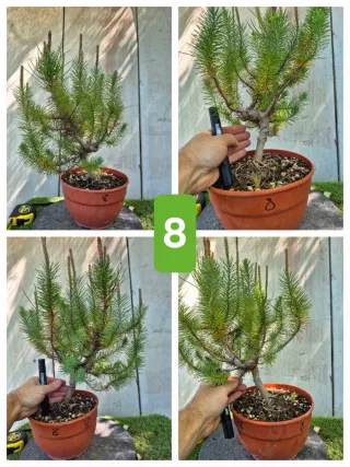 Pino Piñonero (Pinus Pinea)  hay  varios para eleg