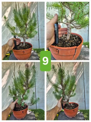 Pino Piñonero (Pinus Pinea)  hay  varios para eleg