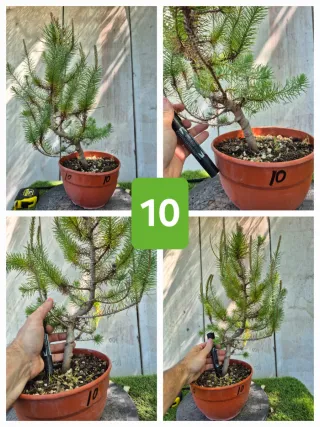 Pino Piñonero (Pinus Pinea)  hay  varios para eleg