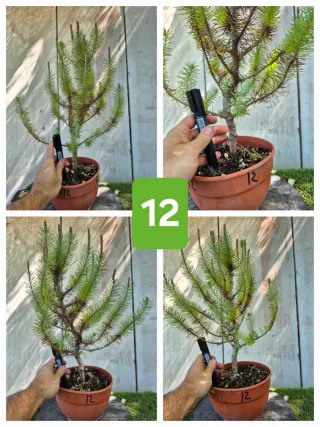 Pino Piñonero (Pinus Pinea)  hay  varios para eleg