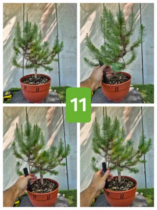Pino Piñonero (Pinus Pinea)  hay  varios para eleg