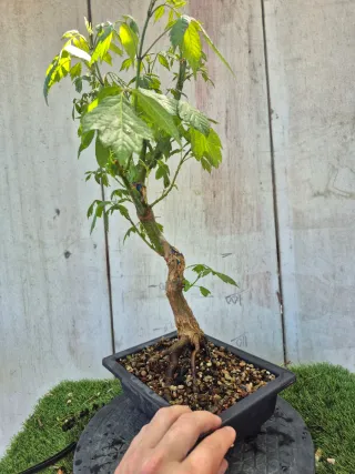 Acer Negundo 6503 Bonsái