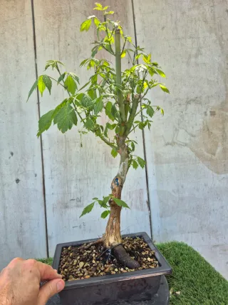 Acer Negundo 6503 Bonsái