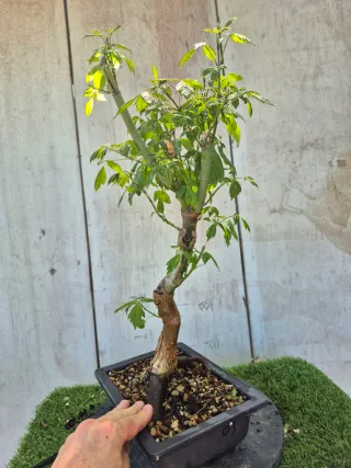Acer Negundo 6503 Bonsái