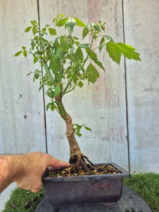 Acer Negundo 6503 Bonsái