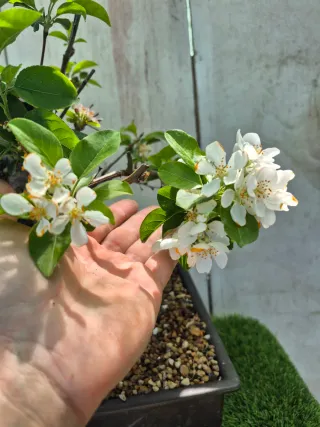 Prebonsai Manzano