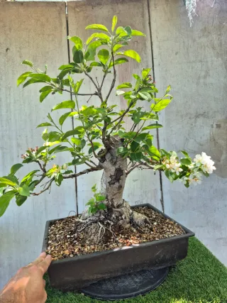 Prebonsai Manzano