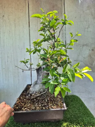 Prebonsai Manzano