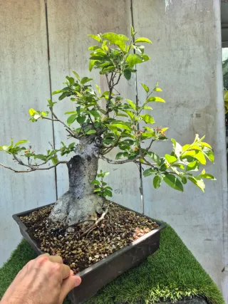 Prebonsai Manzano