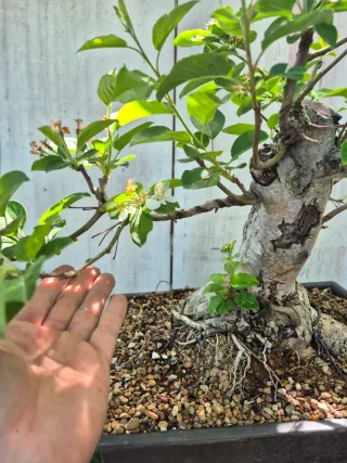 Prebonsai Manzano