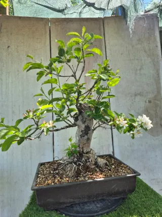 Prebonsai Manzano