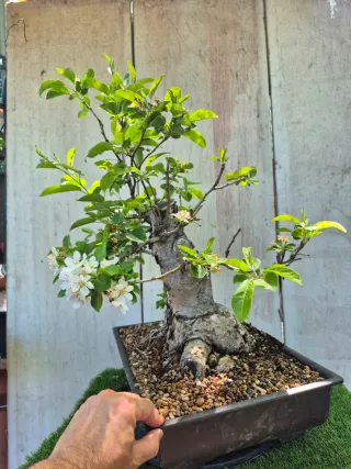 Prebonsai Manzano