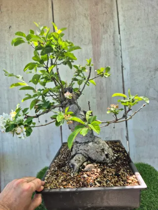 Prebonsai Manzano