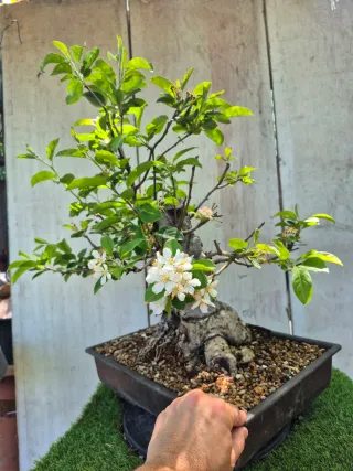 Prebonsai Manzano