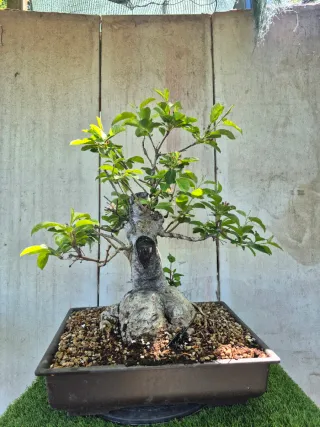 Prebonsai Manzano