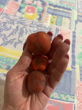 Bulbi Cycas - 3 pezzi