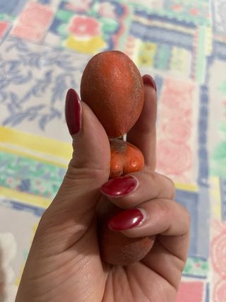 Bulbi Cycas - 3 pezzi