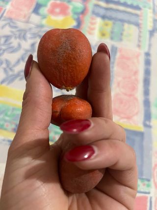 Bulbi Cycas - 3 pezzi