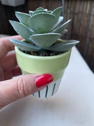 Plantas suculentas y ovejita
