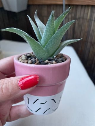 Plantas suculentas y ovejita