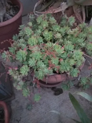 Planta Suculenta