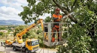 Tala controlada de árboles