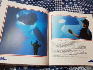 Free Willy