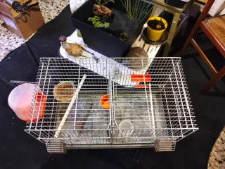 Gabbia per canarini e cocorite