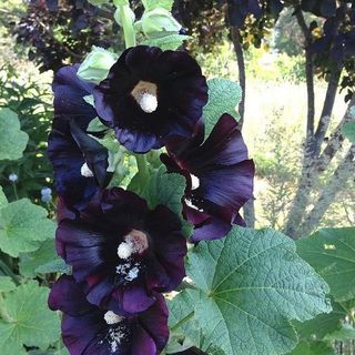 Malva Nigra - Eleganza scura