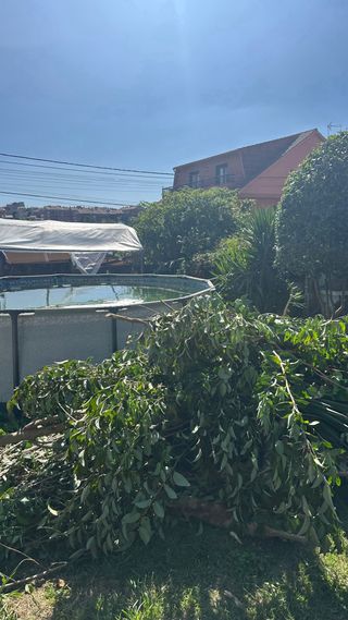 Jardinero,podas y desbroces