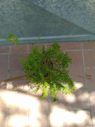 Pianta Thuja Occidentalis h 25 - 30 cm in vaso 14