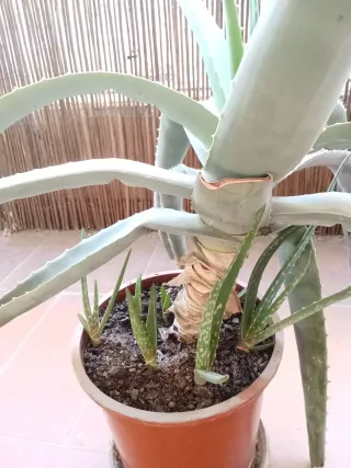 Planta Aloe Vera Grande