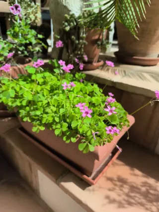 Jardinera  flores rosas