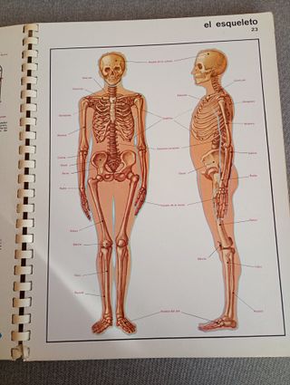 Libro Antiguo El Cuerpo Humano Ed. Jover