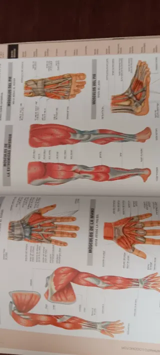 Atlas de anatomía