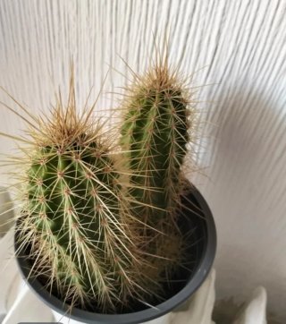 Cactus en maceta blanca