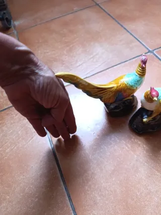 Pareja de Faisane