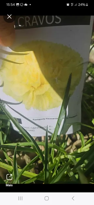 Lote de Cravos e Cravinas