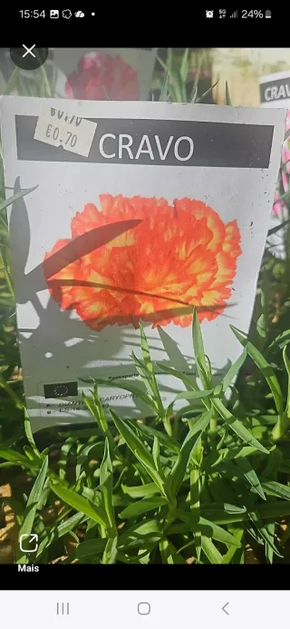 Lote de Cravos e Cravinas