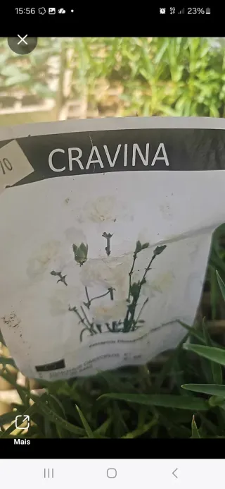 Lote de Cravos e Cravinas