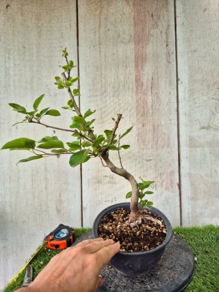Prebonsai Malus Ref60 Oval