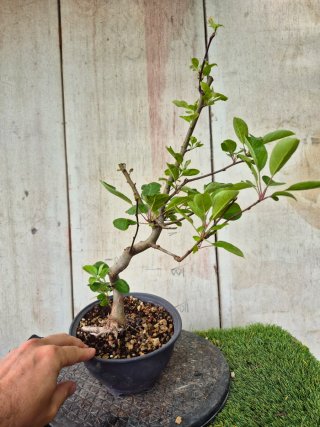 Prebonsai Malus Ref60 Oval