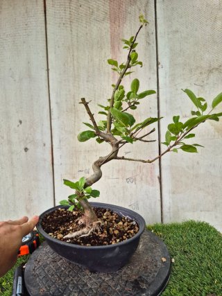 Prebonsai Malus Ref60 Oval