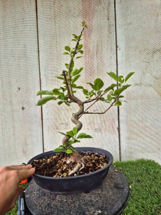 Prebonsai Malus Ref60 Oval