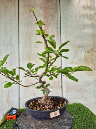 Prebonsai Malus Ref60 Oval