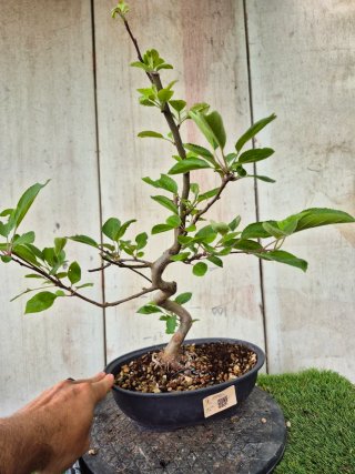 Prebonsai Malus Ref60 Oval